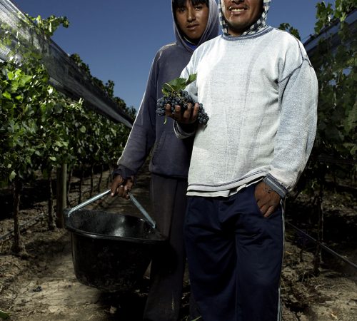 Vineyard workers in vineyard
